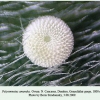 polyommatus amandus dombay ovum1